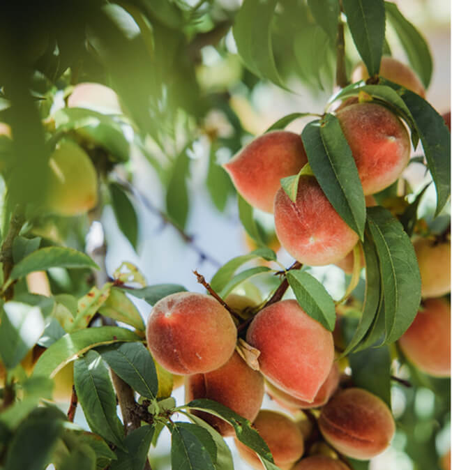 taille d'arbres fruitiers