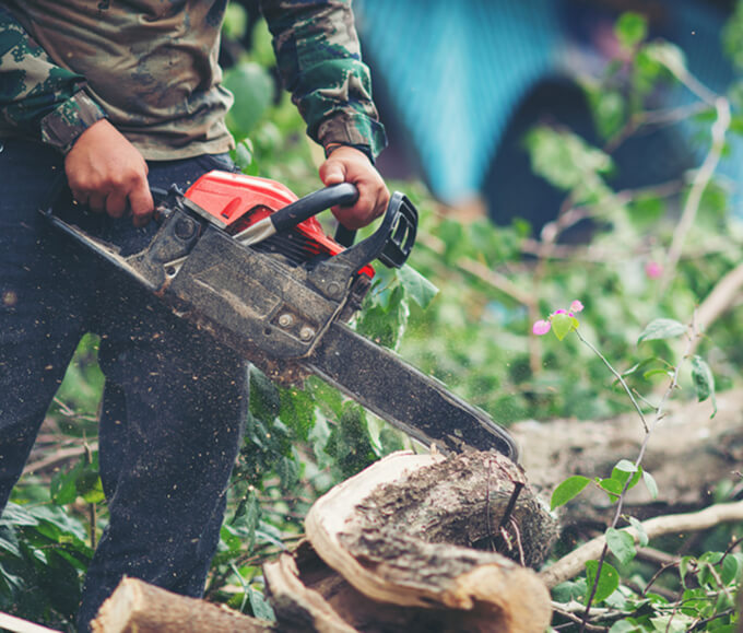taille d'arbres fruitiers