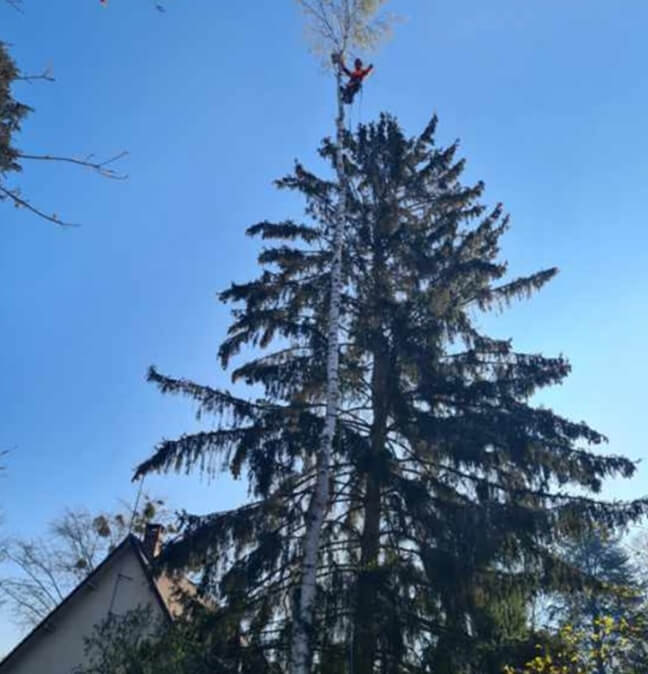 Élagage en Hauteur