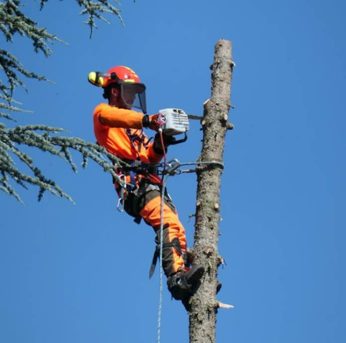 elagage arbre en hauteur