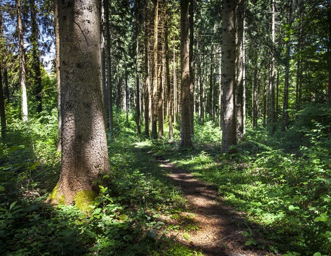 elagage arbre en hauteur