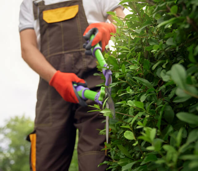 elagage arbre en hauteur